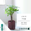 【スターターセット付】【JIU BAG(ジウバッグ)】パキラ 7号【受け皿付】【ミドルサイズ/床置き/御祝/新築祝い/育てやすい/観葉植物/サスティー/SUSTEE/リーフクリン/IBのチカラ】【大型】【父の日 ギフト】
