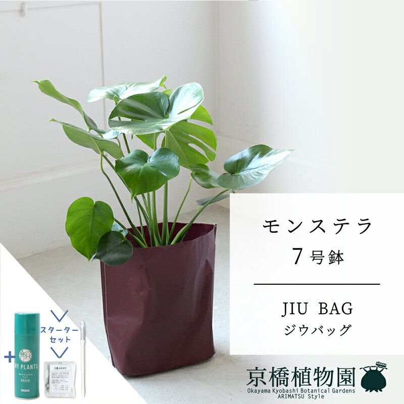 【SSクーポンあり】【スターターセット付】【JIU BAG（ジウバッグ）】モンステラ　7号【受け皿付】【ミドルサイズ/床置き/御祝/新築祝い/育てやすい/観葉植物/サスティー/SUSTEE/リーフクリン/IBのチカラ】【大型】【父の日 ギフト】