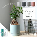 【スターターセット付】【えらべるカラー】ガジュマル×陶器鉢・リア【受け皿付】【サスティー/SUSTEE/リーフクリン/IBのチカラ/マットカラー/ホワイト/ブラック/グレー/ブラウン/ブルーグリーン/白/黒/灰色/茶色/青緑/スモールサイズ/植え替え/観葉植物】POT