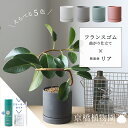 【スターターセット付】【えらべるカラー】フランスゴム超曲がり×陶器鉢・リア【受け皿付】【サスティー/SUSTEE/リーフクリン/IBのチカラ/マットカラー/ホワイト/ブラック/グレー/ブラウン/ブルーグリーン/白/黒/灰色/茶色/青緑/スモールサイズ/植え替え/観葉植物】POT