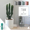 【スターターセット付】【えらべるカラー】大雲閣×陶器鉢・リア【受け皿付】【サスティー/SUSTEE/リーフクリン/IBのチカラ/マットカラー/ホワイト/ブラック/グレー/ブラウン/ブルーグリーン/白/黒/灰色/茶色/青緑/スモールサイズ/植え替え/観葉植物】4G