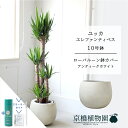 【スターターセット付】【ローバルーン鉢カバー/アンティークホワイト】ユッカ・エレファンティペス10号【受け皿付】【青年の木】【ラージサイズ】 【サスティー/SUSTEE/リーフクリン/IBのチカラ】