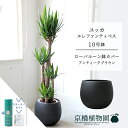【スターターセット付】【ローバルーン鉢カバー/アンティークブラウン】ユッカ・エレファンティペス10号【受け皿付】【青年の木】【ラージサイズ】 【サスティー/SUSTEE/リーフクリン/IBのチカラ】