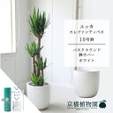 【スターターセット付】【バスクラウンド鉢カバー/ホワイト】ユッカ・エレファンティペス10号【受け皿付】【青年の木】【ラージサイズ】 【サスティー/SUSTEE/リーフクリン/IBのチカラ】