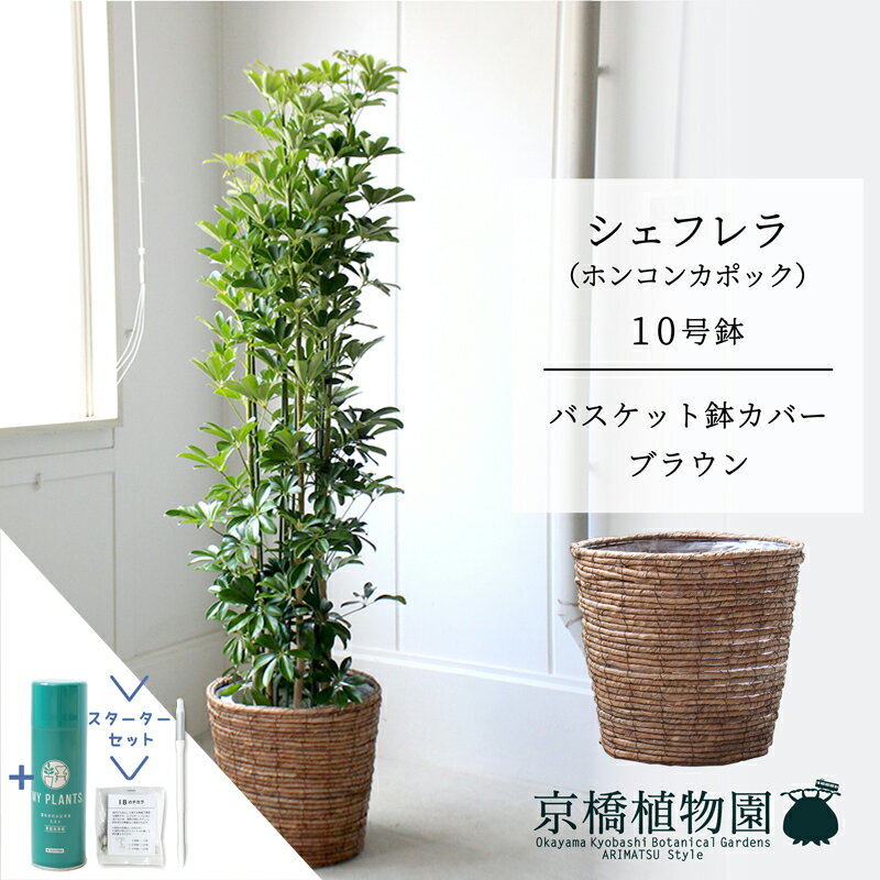 【マラソンクーポン有】【スターターセット付】【バスケット鉢カバー：ブラウン】シェフレラ　グリーン　10号【ホンコンカポック】【ヤドリフカノキ】【ラージサイズ/床置き/御祝/新築祝い/育てやすい/観葉植物/サスティー/SUSTEE/リーフクリン/IBのチカラ】【大型】