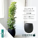 【30日はP5倍!】【スターターセット付】【バルーン鉢カバー:アンティークブラウン】シェフレラ グリーン 10号【ホンコンカポック】【ヤドリフカノキ】【ラージサイズ/床置き/御祝/新築祝い/育てやすい/観葉植物/サスティー/SUSTEE/リーフクリン/IBのチカラ】【大型】