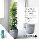 【スターターセット付】【バスクラウンド鉢カバー/グレー】シェフレラ グリーン 10号【ホンコンカポック】【ヤドリフカノキ】【ラージサイズ/床置き/御祝/新築祝い/育てやすい/観葉植物/サスティー/SUSTEE/リーフクリン/IBのチカラ】【大型】