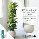【スターターセット付】【ローバルーン鉢カバー/アンティークホワイト】シェフレラ 斑入り 10号【ホンコンカポック】【ヤドリフカノキ】【ラージサイズ/床置き/御祝/新築祝い/育てやすい/観葉植物/サスティー/SUSTEE/リーフクリン/IBのチカラ】【大型】