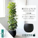 【スターターセット付】【ローバルーン鉢カバー/アンティークブラウン】シェフレラ 斑入り 10号【ホンコンカポック】【ヤドリフカノキ】【ラージサイズ/床置き/御祝/新築祝い/育てやすい/観葉植物/サスティー/SUSTEE/リーフクリン/IBのチカラ】【大型】