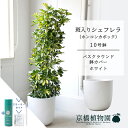 【スターターセット付】【バスクラウンド鉢カバー/ホワイト】シェフレラ 斑入り 10号【ホンコンカポック】【ヤドリフカノキ】【ラージサイズ/床置き/御祝/新築祝い/育てやすい/観葉植物/サスティー/SUSTEE/リーフクリン/IBのチカラ】【大型】
