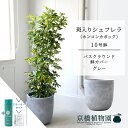 【スターターセット付】【バスクラウンド鉢カバー/グレー】シェフレラ 斑入り 10号【ホンコンカポック】【ヤドリフカノキ】【ラージサイズ/床置き/御祝/新築祝い/育てやすい/観葉植物/サスティー/SUSTEE/リーフクリン/IBのチカラ】【大型】