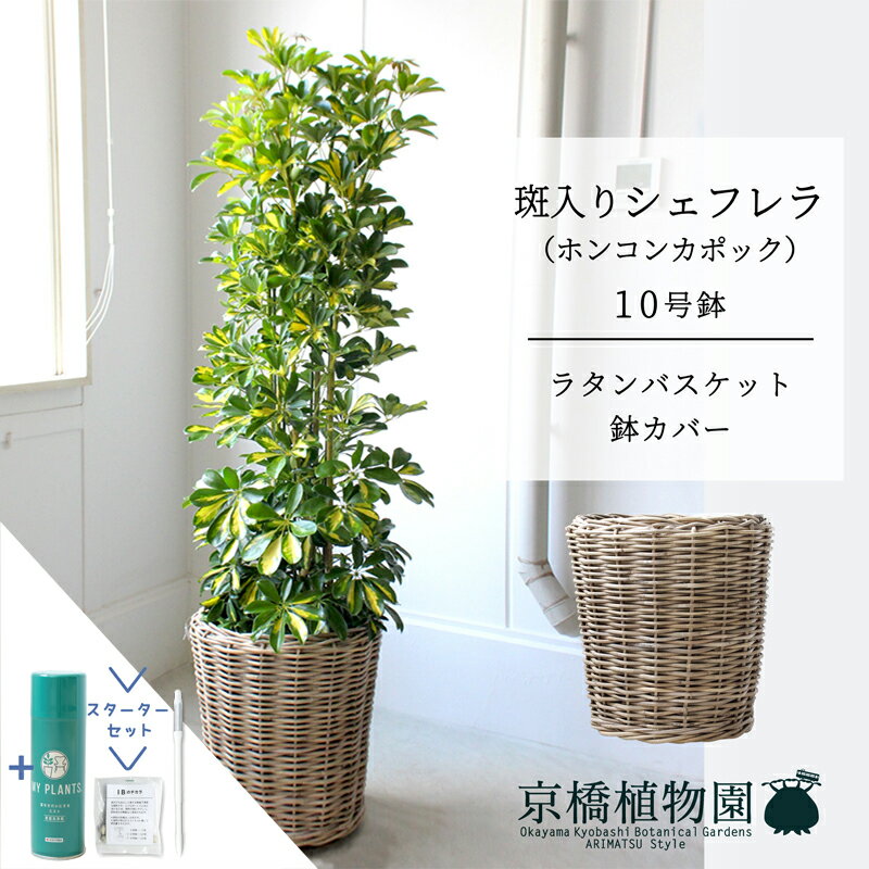 【SSクーポンあり】【スターターセット付】【ラタン製鉢カバー付き】シェフレラ　斑入り　10号【ホンコ..