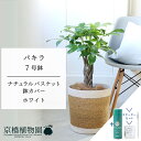 【スターターセット付】【ナチュラルバスケット・ホワイト】パキラ 7号【受け皿付】【インテリア/ミドルサイズ/大型/サスティー/SUSTEE/リーフクリン/IBのチカラ】【父の日 ギフト】