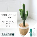【SSクーポンあり】【スターターセット付】【ナチュラルバスケット・ホワイト】大雲閣(ダイウンカク) 7号【受け皿付】【インテリア/サスティー/SUSTEE/リーフクリン/IBのチカラ/ミドルサイズ/大型】