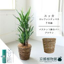 【SS特価品】【スターターセット付】【青年の木】ユッカ・エレファンティペス7号【バスケット鉢カバー:ブラウン】【サスティー/SUSTEE/リーフクリン/IBのチカラ/ミドルサイズ/お祝い/開店祝い/引越祝い/新築祝い/ギフト/プレゼント/育てやすい/観葉植物/楽天/通販/大型】