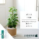 【SS特価品】【スターターセット付】【ナチュラルバスケット鉢カバー:ホワイト】ポトス 7号【受け皿付】【サスティー/SUSTEE/リーフクリン/IBのチカラ/ミドルサイズ/インテリア/お祝い/開店祝い/引越祝い/新築祝い/ギフト/プレゼント/育てやすい/観葉植物/楽天/通販/大型】