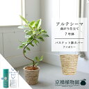【スターターセット付】【バスケット鉢カバー:アイボリー】フィカス・アルテシーマ 曲がり 7号R【受け皿付き】【サスティー/SUSTEE/リーフクリン/IBのチカラ/ミドルサイズ 観葉植物 植物 インテリア おしゃれ 人気 お祝い 鉢植え 育てやすい 観葉 ギフト プレゼント】