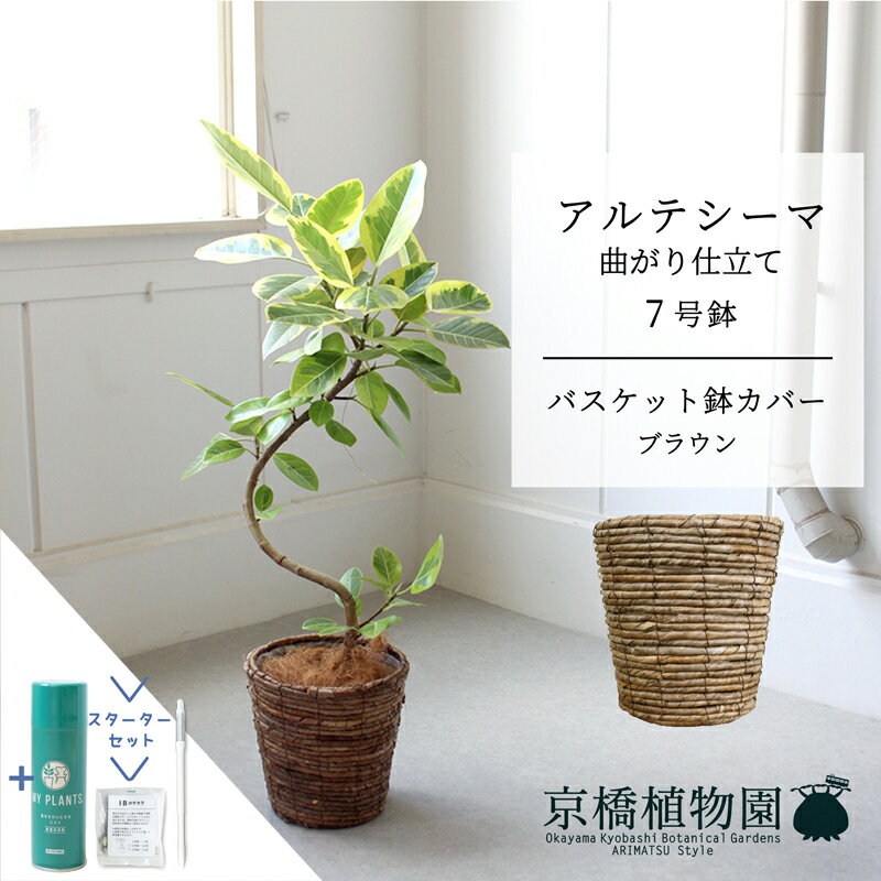 【スターターセット付】【バスケット鉢カバー：ブラウン】フィカス・アルテシーマ　曲がり　7号R【受け皿付き】【サスティー/SUSTEE/リーフクリン/IBのチカラ/ミドルサイズ 観葉植物 植物 インテリア おしゃれ 人気 お祝い 鉢植え 育てやすい 観葉 ギフト プレゼント】