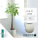 【スターターセット付】【バルーン鉢カバー付き/アンティークホワイト】パキラ 10号【受け皿付】【青年の木】【ラージサイズ】 【サスティー/SUSTEE/リーフクリン/IBのチカラ】【父の日 ギフト】