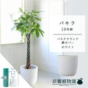 【スターターセット付】【バスクラウンド鉢カバー/ホワイト】パキラ 10号【受け皿付】【青年の木】【ラージサイズ】 【サスティー/SUSTEE/リーフクリン/IBのチカラ】【父の日 ギフト】