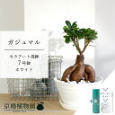 【SSクーポンあり】【スターターセット付】ガジュマル 7号 白セラアート鉢【サスティー/SUSTEE/リーフクリン/IBのチカラ/ミドルサイズ/インテリア/お祝い/開店祝い/引越祝い/新築祝い/ギフト/プレゼント/育てやすい/観葉植物/楽天/通販/大型】