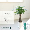 【スターターセット付】【セラアート鉢/ホワイト 白】パキラ 7号【受け皿付き】【サスティー/SUSTEE/リーフクリン/IBのチカラ/ミドルサイズ 観葉植物 植...