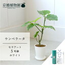 【スターターセット付】【セラアート鉢/ホワイト】ウンベラータ 5号【受け皿付き】【ハートリーフ】【スモールサイズ/フィカス/ゴムの木/ゴムノキ/御祝/新築祝い/育てやすい/観葉植物】サスティー/SUSTEE/リーフクリン/IBのチカラ