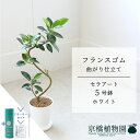 【スターターセット付】【セラアート鉢/ホワイト】フランスゴム 超曲がり 5号【受け皿付き】【受け皿付き】【スモールサイズ フィカス 観葉植物 インテリア おしゃれ 人気 お祝い 鉢植え 育てやすい 観葉 ギフト プレゼント サスティー/SUSTEE/リーフクリン/IBのチカラ】