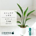 【スターターセット付】【セラアート鉢/ホワイト】ストレチア・レギネ 5号【受け皿付き】【スモールサイズ 観葉植物 植物 置物 モダン インテリア おしゃれ 人気...