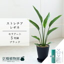 【スターターセット付】【セラアート鉢/ブラック】ストレチア・レギネ 5号【受け皿付き】【スモールサイズ 観葉植物 植物 置物 モダン インテリア おしゃれ 人気...