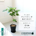 【スターターセット付】【セラアート鉢/ブラック】フィカス ウンベラータ 曲がり 6号 E6G【受け皿付き】【サスティー/SUSTEE/リーフクリン/IBのチカラ...