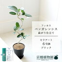 【スターターセット付】【セラアート鉢/ブラック】フィカス ベンガレンシス 6号 E6G【受け皿付き】【サスティー/SUSTEE/リーフクリン/IBのチカラ ミド...