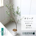 【スターターセット付】【セラアート鉢/ホワイト】オリーブ 6号【受け皿付き】【サスティー/SUSTEE/リーフクリン/IBのチカラ/ミドルサイズ 観葉植物 植物 インテリア おしゃれ 人気 お祝い 鉢植え 育てやすい 観葉 ギフト プレゼント】