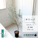 【スターターセット付】【セラアート鉢/ブラック】オリーブ 6号【受け皿付き】【サスティー/SUSTEE/リーフクリン/IBのチカラ/ミドルサイズ 観葉植物 インテリア おしゃれ 人気 お祝い 鉢植え 育てやすい ギフト プレゼント】