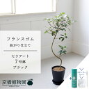 【スターターセット付】【セラアート鉢/ブラック 黒】フランスゴム(フィカス・ルビギノーサ) 曲がり 7号【受け皿付き】【サスティー/SUSTEE/リーフクリン/IBのチカラ ミドルサイズ 観葉植物 インテリア おしゃれ 人気 お祝い 鉢植え 育てやすい ギフト プレゼント】