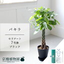 【スターターセット付】【セラアート鉢/ブラック 黒】パキラ 7号【受け皿付き】【サスティー/SUSTEE/リーフクリン/IBのチカラ ミドルサイズ 観葉植物 植物 インテリア おしゃれ 人気 お祝い 鉢植え 育てやすい 観葉 ギフト プレゼント】【父の日 ギフト】