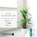 【SS特価品】【スターターセット付】【セラアート鉢/ホワイト 白】ユッカ・エレファンティペス 青年の木 7号【受け皿付き】【サスティー/SUSTEE/リーフクリン/IBのチカラ ミドルサイズ 観葉植物 植物 インテリア 人気 お祝い 鉢植え 育てやすい 観葉 ギフト プレゼント】
