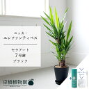【SS特価品】【スターターセット付】【セラアート鉢/ブラック 黒】ユッカ・エレファンティペス 青年の木 7号【受け皿付き】【サスティー/SUSTEE/リーフクリン/IBのチカラ ミドルサイズ 観葉植物 植物 インテリア 人気 お祝い 鉢植え 育てやすい 観葉 ギフト プレゼント】