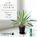 【スターターセット付】【セラアート鉢/ブラック 黒】ユッカ・グロリオサ・バリエガータ 7号【受け皿付き】【サスティー/SUSTEE/リーフクリン/IBのチカラ/...