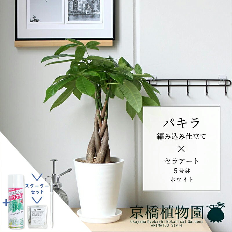 【SSクーポンあり】【SS特価品】【スターターセット付】パキラ 編み込み仕立て【セラアート鉢：5号/ホ..