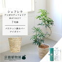 【スターターセット付】【バスケット鉢カバー:アイボリー】シェフレラ・アンガスティフォリア 曲がり 7号【サスティー/SUSTEE/リーフクリン/IBのチカラ/ミドルサイズ 観葉植物 植物 インテリア おしゃれ 人気 お祝い 鉢植え 育てやすい 観葉 ギフト プレゼント】