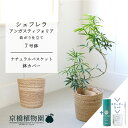 【スターターセット付】【ナチュラルバスケット鉢カバー】シェフレラ・アンガスティフォリア 曲がり 7号【サスティー/SUSTEE/リーフクリン/IBのチカラ/ミドルサイズ 観葉植物 植物 インテリア おしゃれ 人気 お祝い 鉢植え 育てやすい 観葉 ギフト プレゼント】