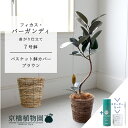 【スターターセット付】【バスケット鉢カバー:ブラウン】フィカス・バーガンディ 曲がり 7号【サスティー/SUSTEE/リーフクリン/IBのチカラ/ミドルサイズ ...