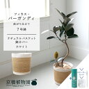 【スターターセット付】【ナチュラルバスケット鉢カバー:ホワイト】フィカス・バーガンディ 曲がり 7号【サスティー/SUSTEE/リーフクリン/IBのチカラ/ミドルサイズ 観葉植物 植物 インテリア おしゃれ 人気 お祝い 鉢植え 育てやすい 観葉 ギフト プレゼント】
