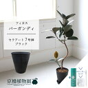 【スターターセット付】【セラアート鉢:ブラック】フィカス・バーガンディ 曲がり 7号【サスティー/SUSTEE/リーフクリン/IBのチカラ/ミドルサイズ/床置き...