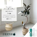 【スターターセット付】【シーグラスバスケット】フィカス・バーガンディ 曲がり 7号【サスティー/SUSTEE/リーフクリン/IBのチカラ/ミドルサイズ 観葉植物 植物 インテリア おしゃれ 人気 お祝い 鉢植え 育てやすい 観葉 ギフト プレゼント】