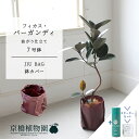 【スターターセット付】【JIU BAG(ジウバッグ)】フィカス・バーガンディ 曲がり 7号【サスティー/SUSTEE/リーフクリン/IBのチカラ/ミドルサイズ 観葉植物 植物 インテリア おしゃれ 人気 お祝い 鉢植え 育てやすい 観葉 ギフト プレゼント】