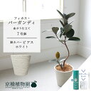 【スターターセット付】【ビアス鉢カバー:ホワイト】フィカス・バーガンディ 曲がり 7号【サスティー/SUSTEE/リーフクリン/IBのチカラ/ミドルサイズ 観葉...
