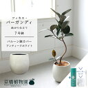 【スターターセット付】【バルーン鉢カバー:アンティークホワイト】フィカス・バーガンディ 曲がり 7号【サスティー/SUSTEE/リーフクリン/IBのチカラ/ミドルサイズ 観葉植物 植物 インテリア おしゃれ 人気 お祝い 鉢植え 育てやすい 観葉 ギフト プレゼント】