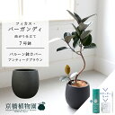【スターターセット付】【バルーン鉢カバー:アンティークブラウン】フィカス・バーガンディ 曲がり 7号【サスティー/SUSTEE/リーフクリン/IBのチカラ/ミド...